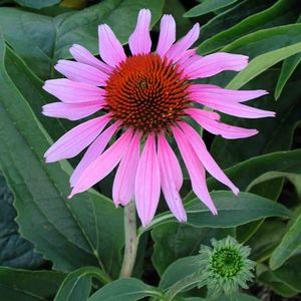 Echinacea  'Bright Star'