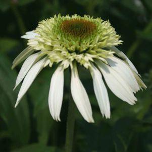 Echinacea  'Coconut Lime'