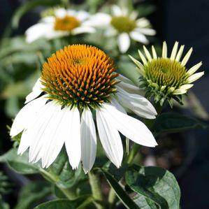 Echinacea  'Cygnet White'