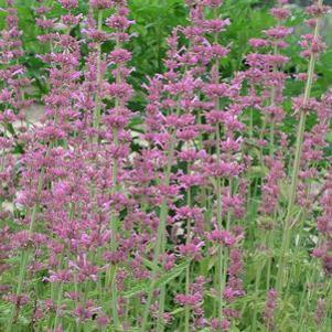Agastache astromontana 'Pink Pop'