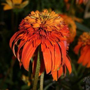 Echinacea  'Hot Papaya'
