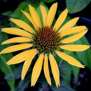 Echinacea  'Mac 'N' Cheese'