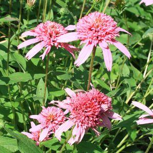 Echinacea  'Pink Double Delight'