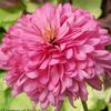 Echinacea  'Pink Poodle'