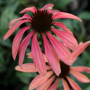 Echinacea  'Summer Sky'