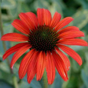Echinacea  'Tomato Soup'