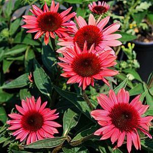 Echinacea  'Twilight'