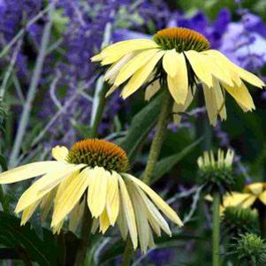 Echinacea Big Sky 'Sunrise'