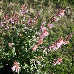 Agastache aurantiaca 'Lilac Sprite'