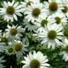 Echinacea purpurea 'Kim's Mophead'