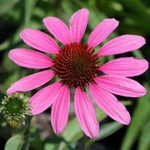 Echinacea purpurea 'Rubinstern'