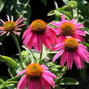 Echinacea purpurea 'Sombrero Hot Pink'