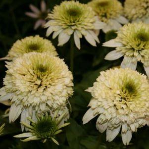 Echinacea x 'Meringue'