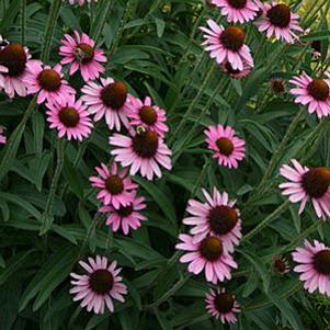Echinacea  'Pixie Meadowbrite'