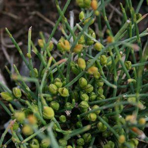 Ephedra regeliana