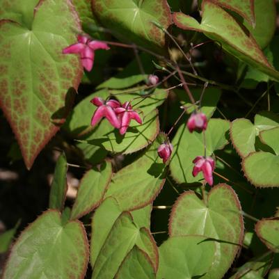 Epimedium alpinum 'Rubrum'