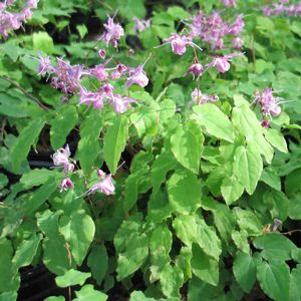 Epimedium grandiflorum 'Lilafee'