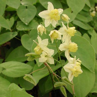 Epimedium x versicolor 'Sulphureum'