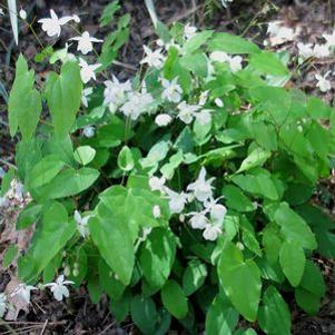 Epimedium x youngianum 'Niveum'