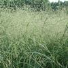 Eragrostis elliotii 'Wind Dancer'