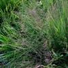 Eragrostis spectabilis