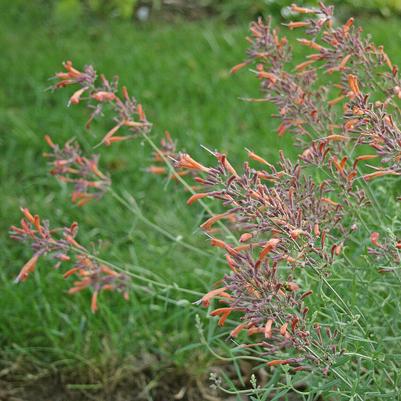 Agastache rupestris