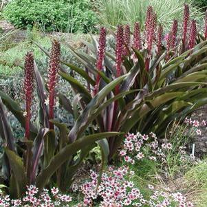 Eucomis  'Oakhurst'