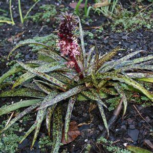 Eucomis  'Octopus'