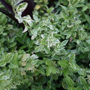 Euonymus fortunei 'Harlequin'