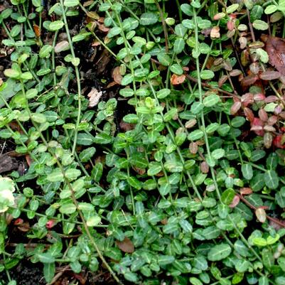 Euonymus fortunei 'Kewensis'