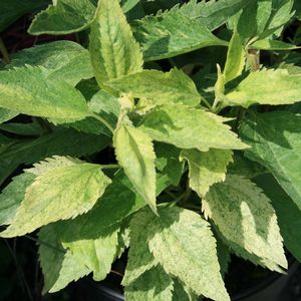 Eupatorium  'Prairie Jewel'