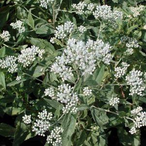 Eupatorium aromaticum 'Joicus Variegated'