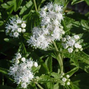 Eupatorium coelestinum 'Album'