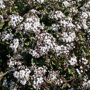 Eupatorium rugosum 'Chocolate'