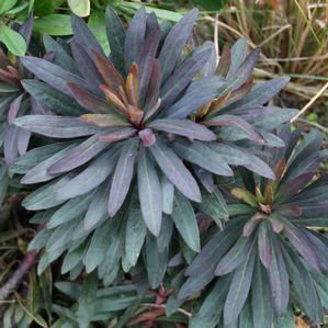 Euphorbia  'Blackbird'