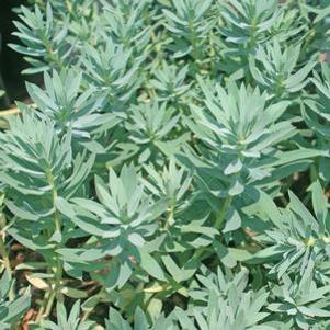 Euphorbia  'Blue Haze'