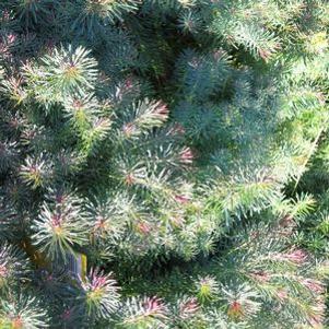 Euphorbia  'Fen's Ruby'