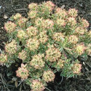 Euphorbia  'Helena's Blush'