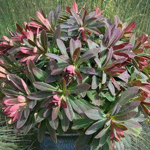 Euphorbia  'Red Wing'