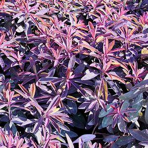 Euphorbia amygdaloides 'Purpurea'
