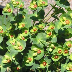 Euphorbia martinii 'Tiny Tim'