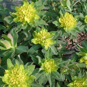 Euphorbia polychroma