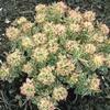 Euphorbia polychroma 'First Blush'