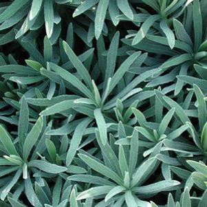 Euphorbia wulfenii