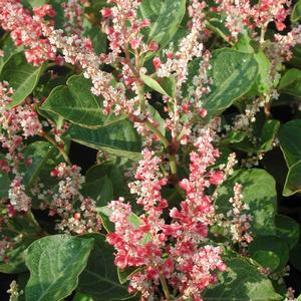 Fallopia japonica 'Reynoutria'