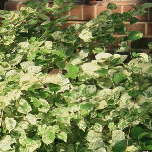 Fallopia japonica 'Variegata'