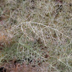 Fennel Bronze