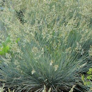 Festuca ovina var. glauca 'Siskiyou Blue'