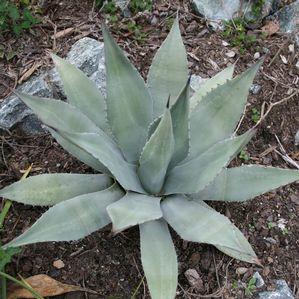 Agave parryi couesii