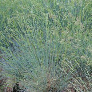 Festuca ovina var. glauca 'Select'